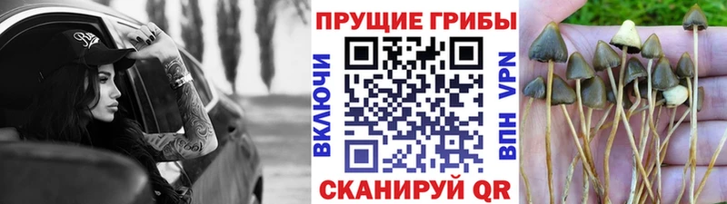 Купить где  Валуйки  Галлюциногенные грибы MAGIC MUSHROOMS 